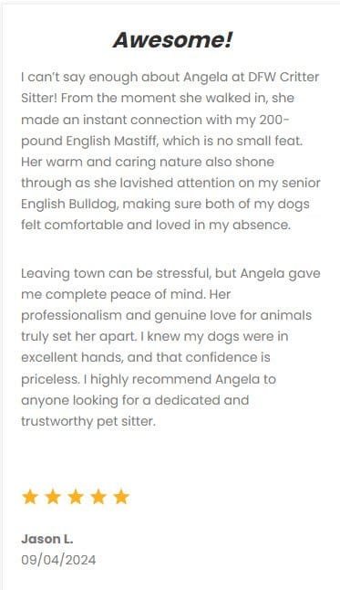 Gentle English Bulldog being cared for by DFW Critter Sitter, showcasing professional pet sitting services in Dallas-Fort Worth area.