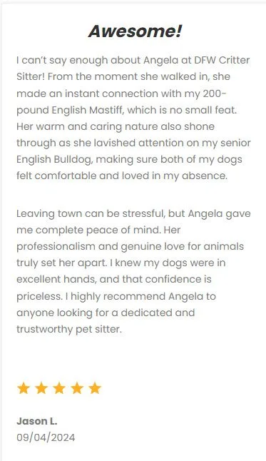 Gentle English Bulldog being cared for by DFW Critter Sitter, showcasing professional pet sitting services in Dallas-Fort Worth area.