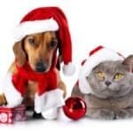 Dog and cat wearing Christmas hats and posing with holiday decorations on a white background.