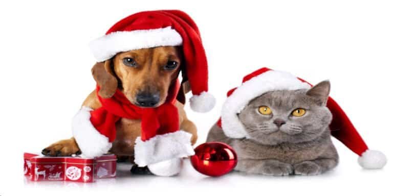 Adorable dog and cat wearing festive Santa hats for holiday safety, highlighting pet care during Christmas season.