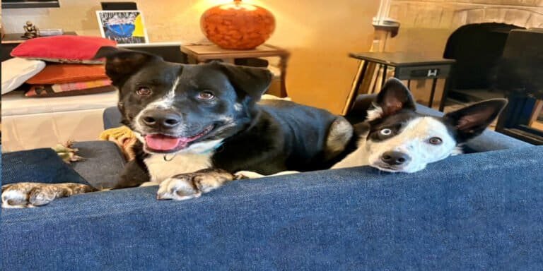 Two adorable dogs relaxing on a couch, prepared for a stress-free boarding experience with DFW Critter Sitter.