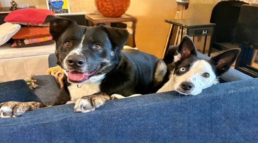 Two adorable dogs relaxing on a couch, prepared for a stress-free boarding experience with DFW Critter Sitter.