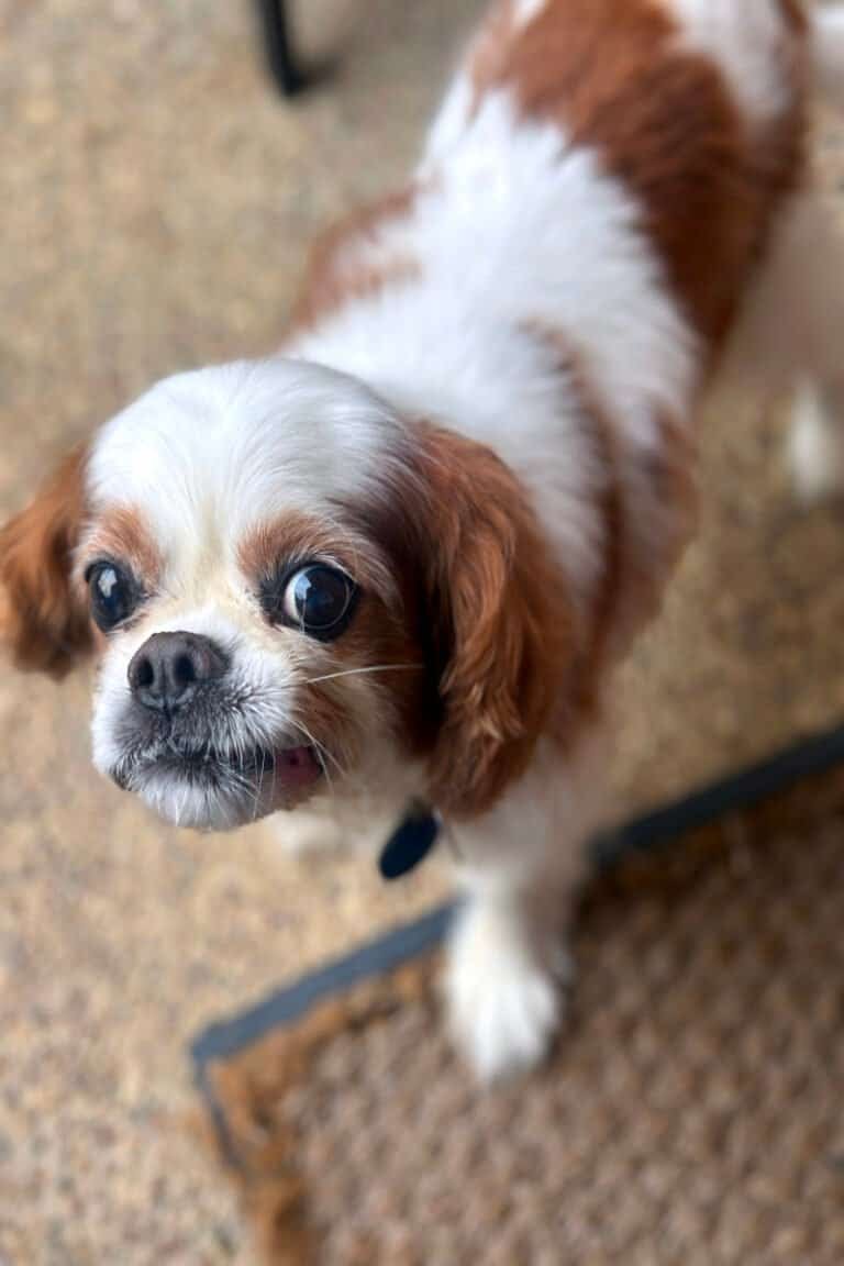 Senior Cavalier mix with expressive eyes during a DFW Critter Sitter visit