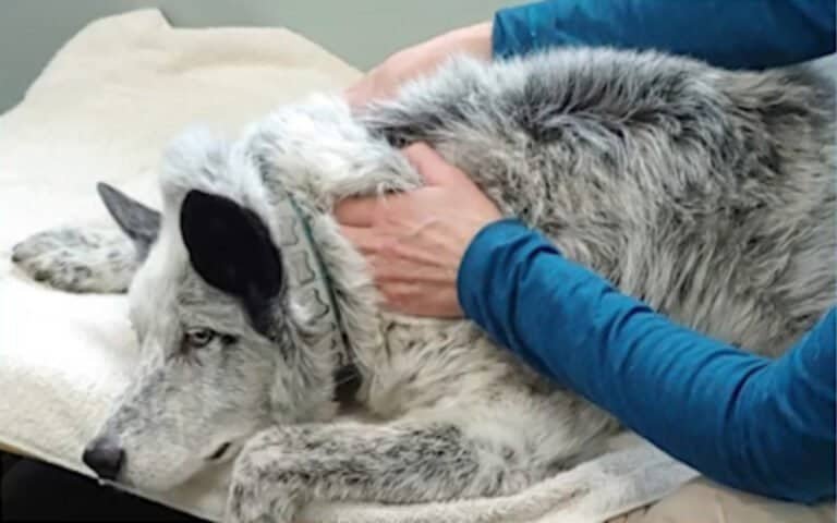A dog lying calmly while a person gently performs somatic exercises to help release stress, tension, and anxiety, especially during the holidays.