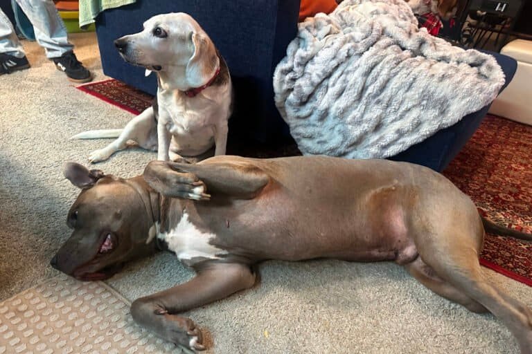 Two senior dogs relaxing together indoors during home pet sitting visit in North Texas