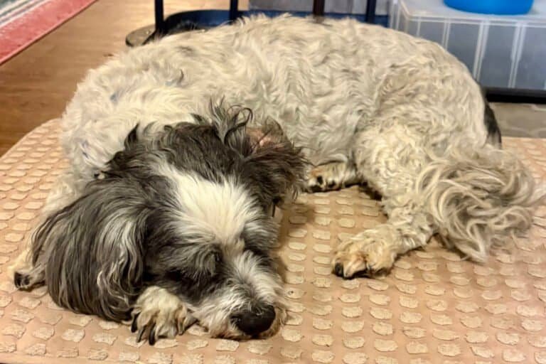 Senior black and white dog resting comfortably indoors on padded bedding
