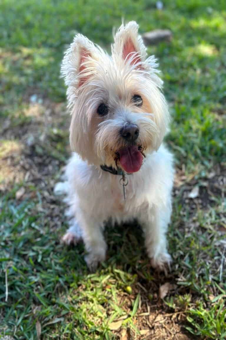 Senior white terrier sitting outside on grass during pet care visit in Dallas, Texas.