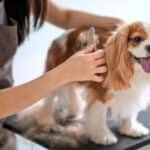 Senior dog grooming