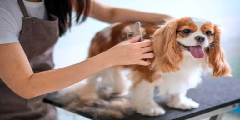 Professional dog grooming service at DFW Critter Sitter featuring a happy Cavalier King Charles Spaniel being groomed.