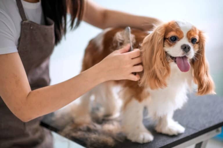 Senior dog grooming