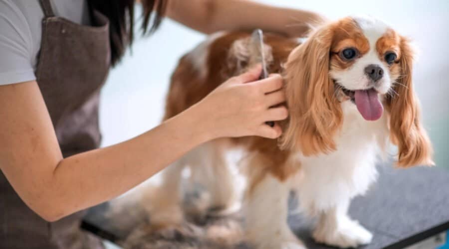 Senior dog grooming