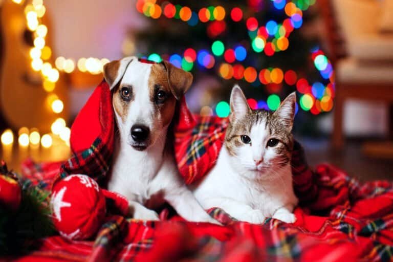 Dog and cat snuggled together under a blanket with Christmas lights and a decorated tree in the background.