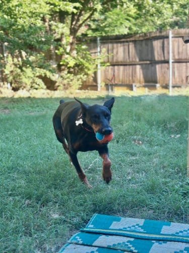 Dog playing fetch in a backyard with green grass, trees, and a wooden fence, showcasing a happy pet enjoying outdoor playtime.