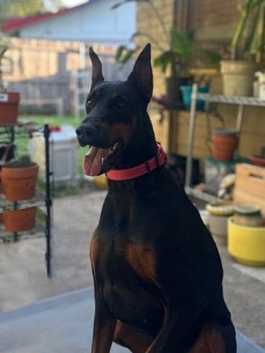 Happy Doberman dog sitting outdoors with a red collar, in a backyard with potted plants and garden tools, representing professional pet sitting services in DFW.