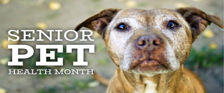 Senior dog looking at camera with “Senior Pet Health Month” text overlay.