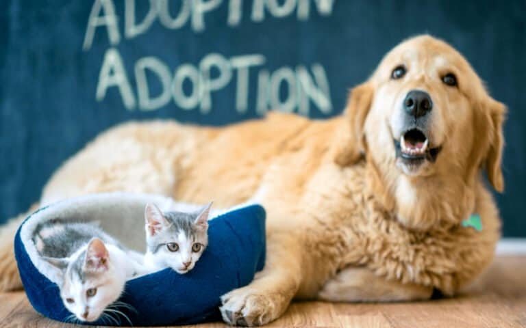 Adorable puppy and kitten available for adoption at DFW Critter Sitter, highlighting the importance of rescuing pets during the holiday season amid shelter crisis.