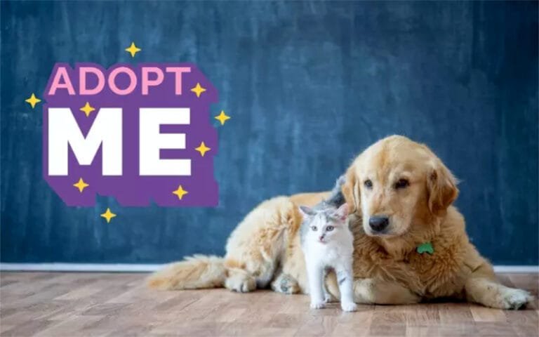 Adorable puppy and kitten together promoting pet adoption during the holiday season, highlighting the importance of rescuing animals from crisis shelters.