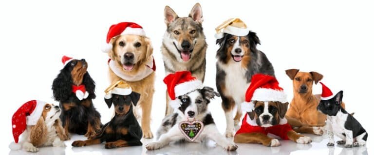 Adorable dogs and puppies wearing Santa hats and holiday accessories, showcasing the joy of the season and encouraging pet adoption during the holidays.