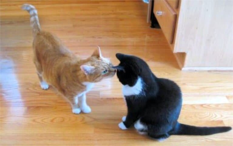 Two cats, one orange and one black and white, touching noses in a friendly gesture on a wooden floor.
