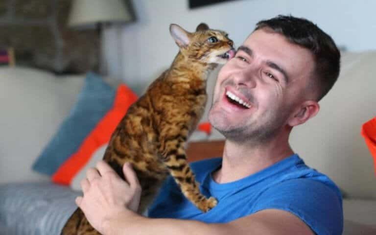 A Bengal cat affectionately licking a smiling man’s face while he holds the cat in his arms.