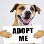 Happy puppy holding a sign that says "Adopt Me," promoting pet adoption during the holiday season to support crisis shelters.