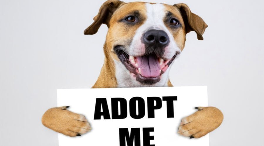 Happy puppy holding a sign that says "Adopt Me," promoting pet adoption during the holiday season to support crisis shelters.
