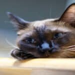 Close-up of a relaxed Siamese cat lying on a wooden surface, showcasing calmness and contentment, emphasizing the importance of companionship for cats when their owners are away.
