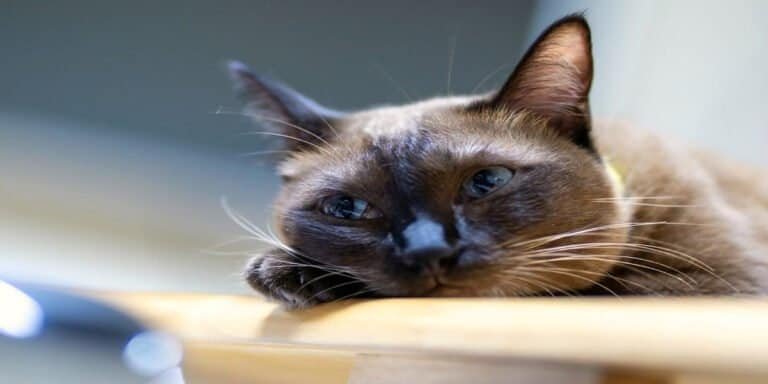 Close-up of a relaxed Siamese cat lying on a wooden surface, showcasing calmness and contentment, emphasizing the importance of companionship for cats when their owners are away.