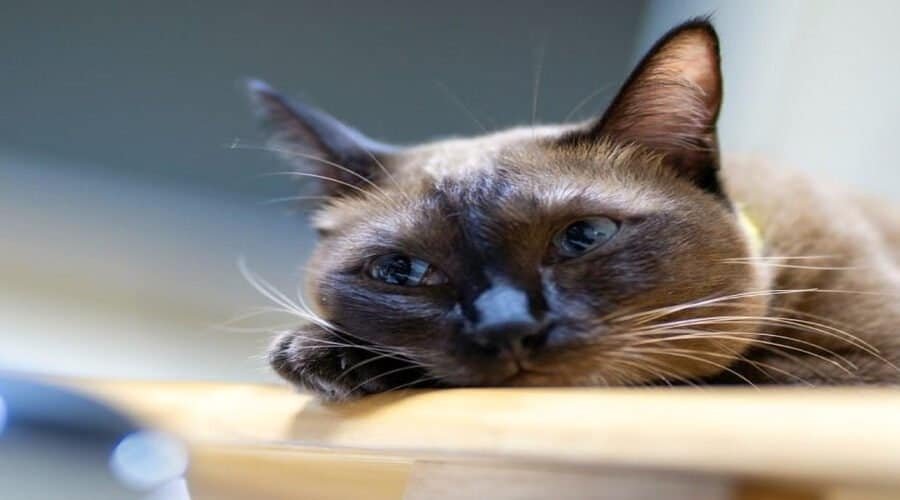 Close-up of a relaxed Siamese cat lying on a wooden surface, showcasing calmness and contentment, emphasizing the importance of companionship for cats when their owners are away.