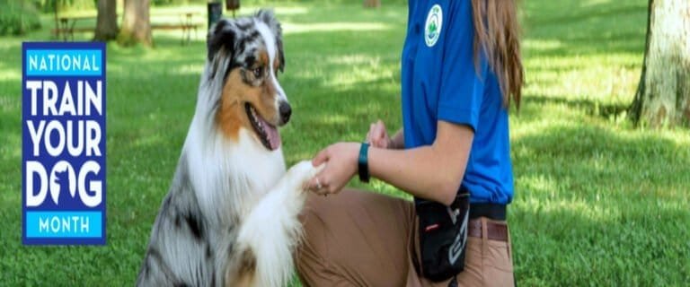 Professional dog trainer teaching an Australian Shepherd to shake paw during National Train Your Dog Month in a grassy park