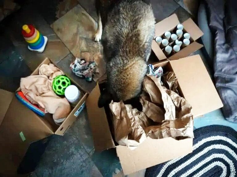 Dog with toys and supplies for winter storm pet safety and indoor activities in DFW.