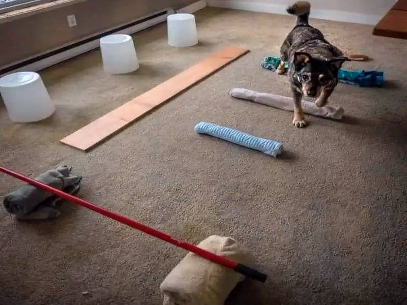 Dog playing with toys and agility equipment indoors at DFW Critter Sitter.