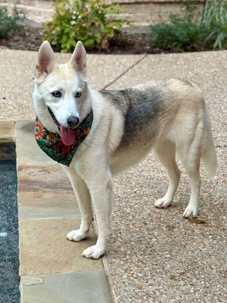 Happy husky mix dog standing on patio wearing a colorful bandana