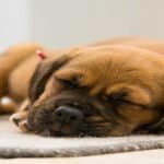Adorable puppy sleeping soundly on a soft rug, showcasing the importance of proper rest for dogs' happiness and well-being.