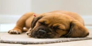 Adorable puppy sleeping soundly on a soft rug, showcasing the importance of proper rest for dogs' happiness and well-being.