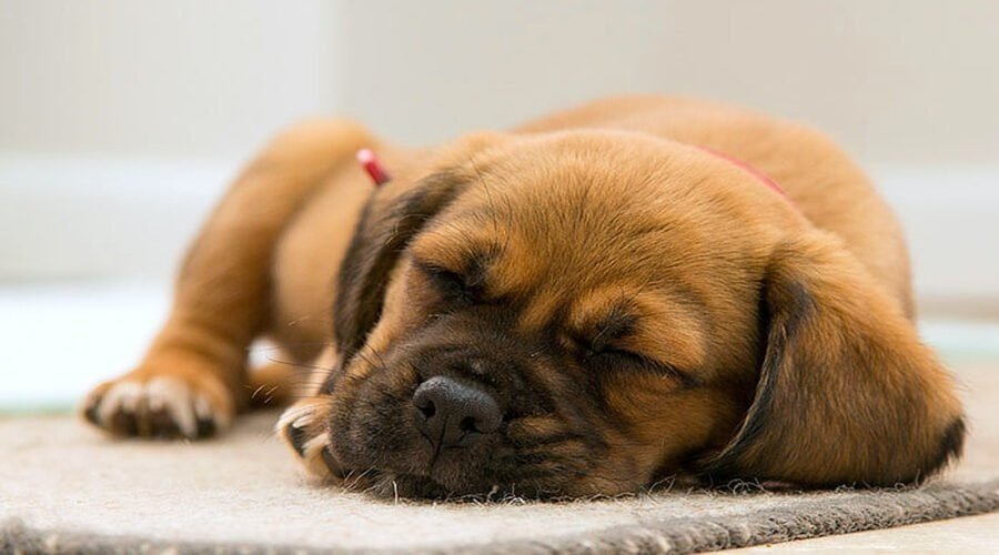 Adorable puppy sleeping soundly on a soft rug, showcasing the importance of proper rest for dogs' happiness and well-being.