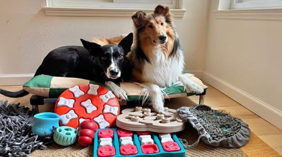 Two dogs relaxing on a pet bed surrounded by toys and pet supplies during winter storm, emphasizing indoor safety and comfort for pets in DFW.