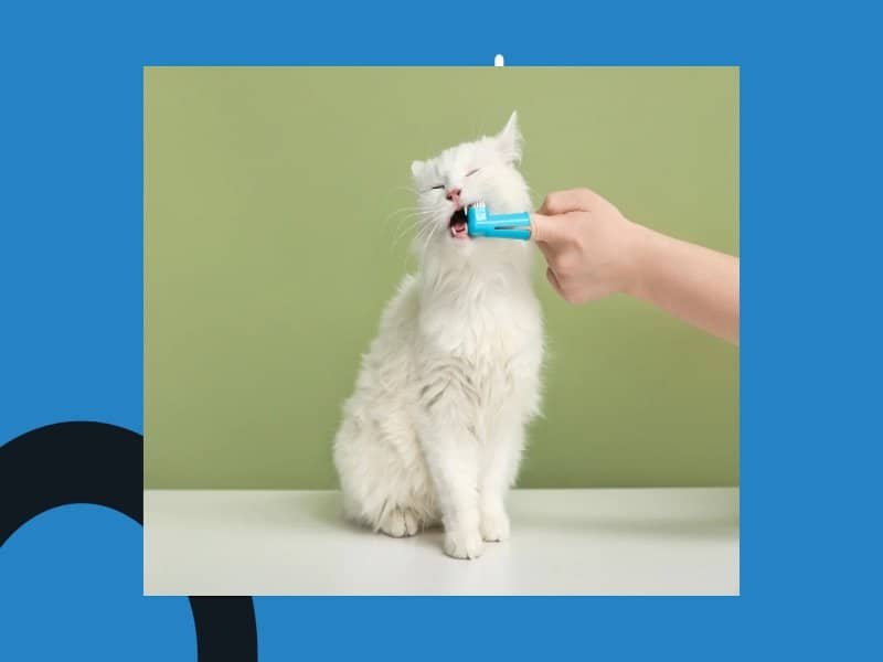 A white long-haired cat getting its teeth brushed with a blue finger toothbrush.