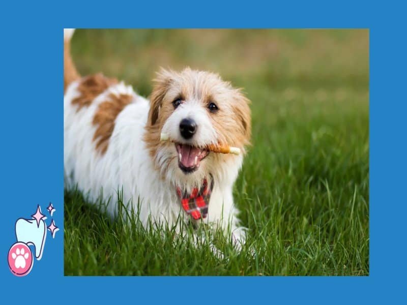 A small scruffy brown and white dog in the grass holding a dental chew in its mouth.