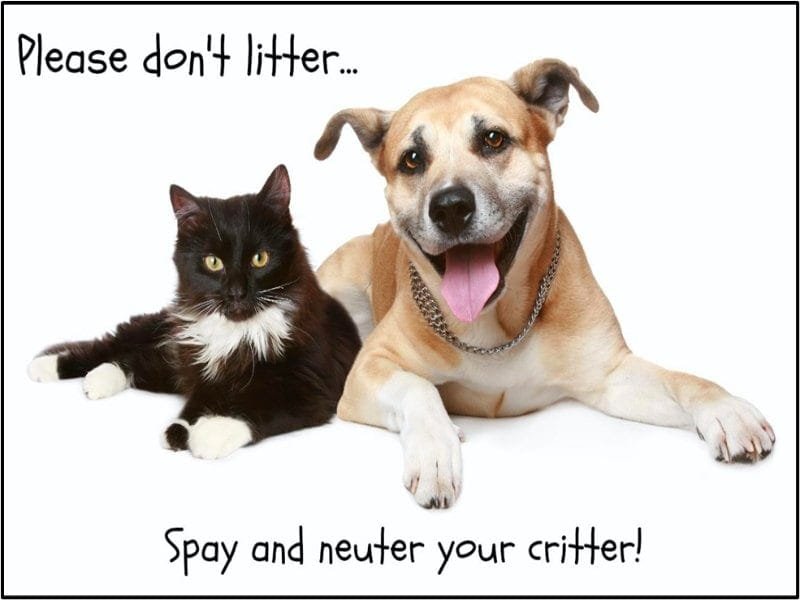Dog and Cat Together Promoting Responsible Pet Care.
