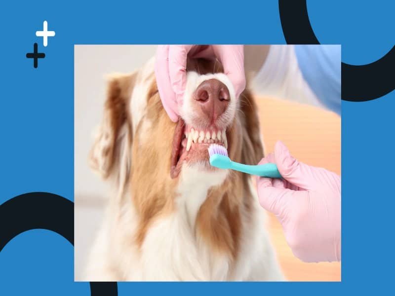 Professional brushing a dog’s teeth to maintain healthy gums and prevent dental disease in Dallas pet care.