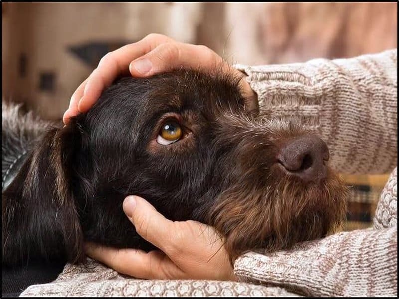 Dog receiving gentle head massage, emphasizing pet care and companionship.