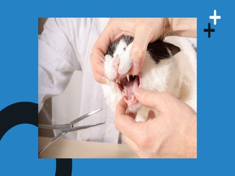 Veterinarian performing a dental exam on a cat to check teeth and gum health.