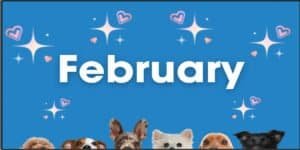 Celebrating February pet holidays with adorable dogs and cats in Texas, highlighting the importance of pet care and awareness during special pet observance days.