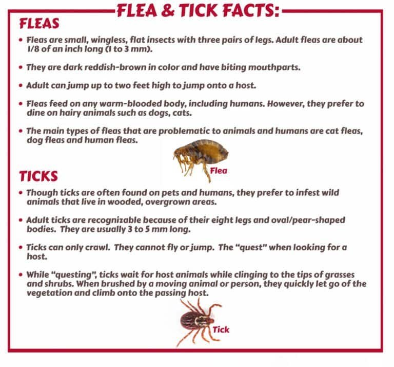 Close-up of a flea and a tick with informative text about fleas and ticks in Texas, highlighting prevention and control methods for pet owners and homeowners.