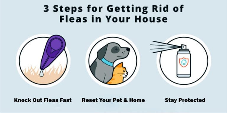 Infographic showing 3 steps to get rid of fleas: apply treatment right away, protect your pet pack, and clean your home.