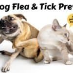 Effective flea and tick prevention for cats and dogs, featuring a playful dog and a curious cat, emphasizing warmth and care.