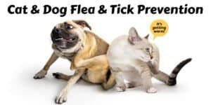 Effective flea and tick prevention for cats and dogs, featuring a playful dog and a curious cat, emphasizing warmth and care.