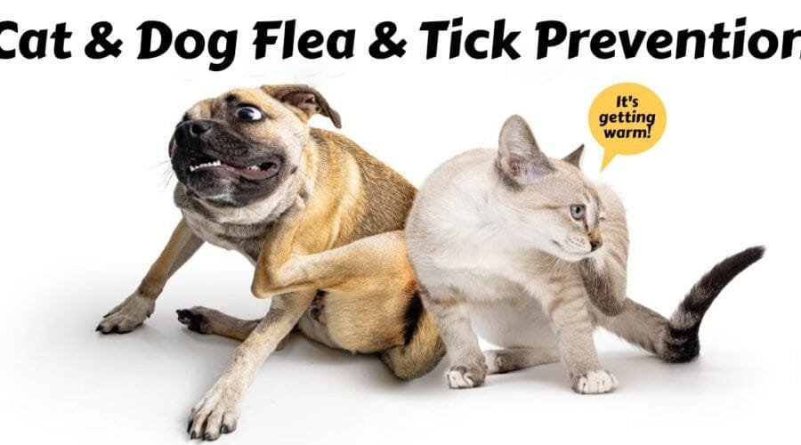 Effective flea and tick prevention for cats and dogs, featuring a playful dog and a curious cat, emphasizing warmth and care.
