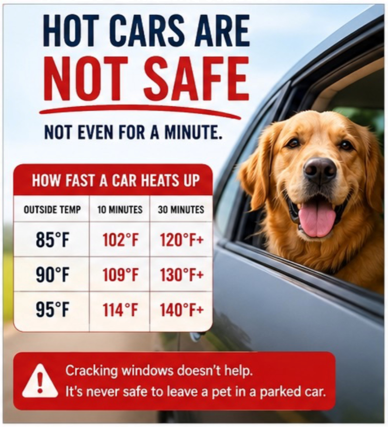A Golden Retriever looking out a car window beside a chart demonstrating how dangerously fast a parked car heats up in summer.